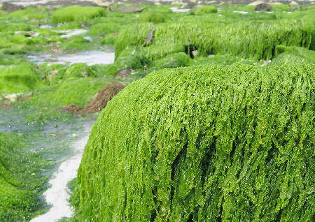 tipos de algas de mar para adelgazar