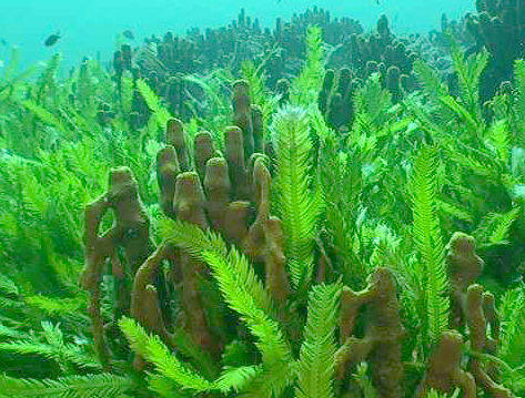 propiedades de las algas wakame